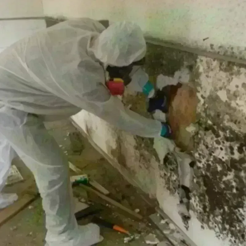 Best Mold Remediation and Removal Service in East Franklin, NJ